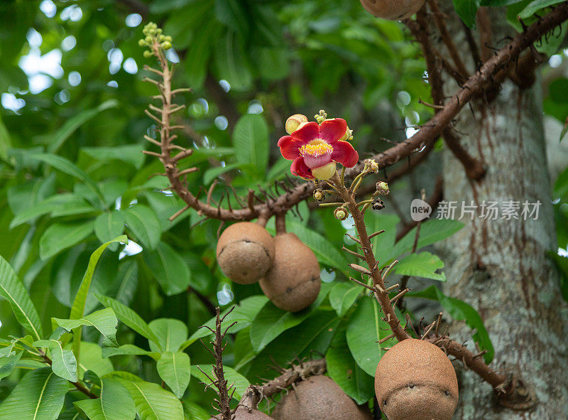 Sala花的学名为Couroupita guianensis，也有粗心树、塔拉树、龙颚树等别称，英文名为炮弹树